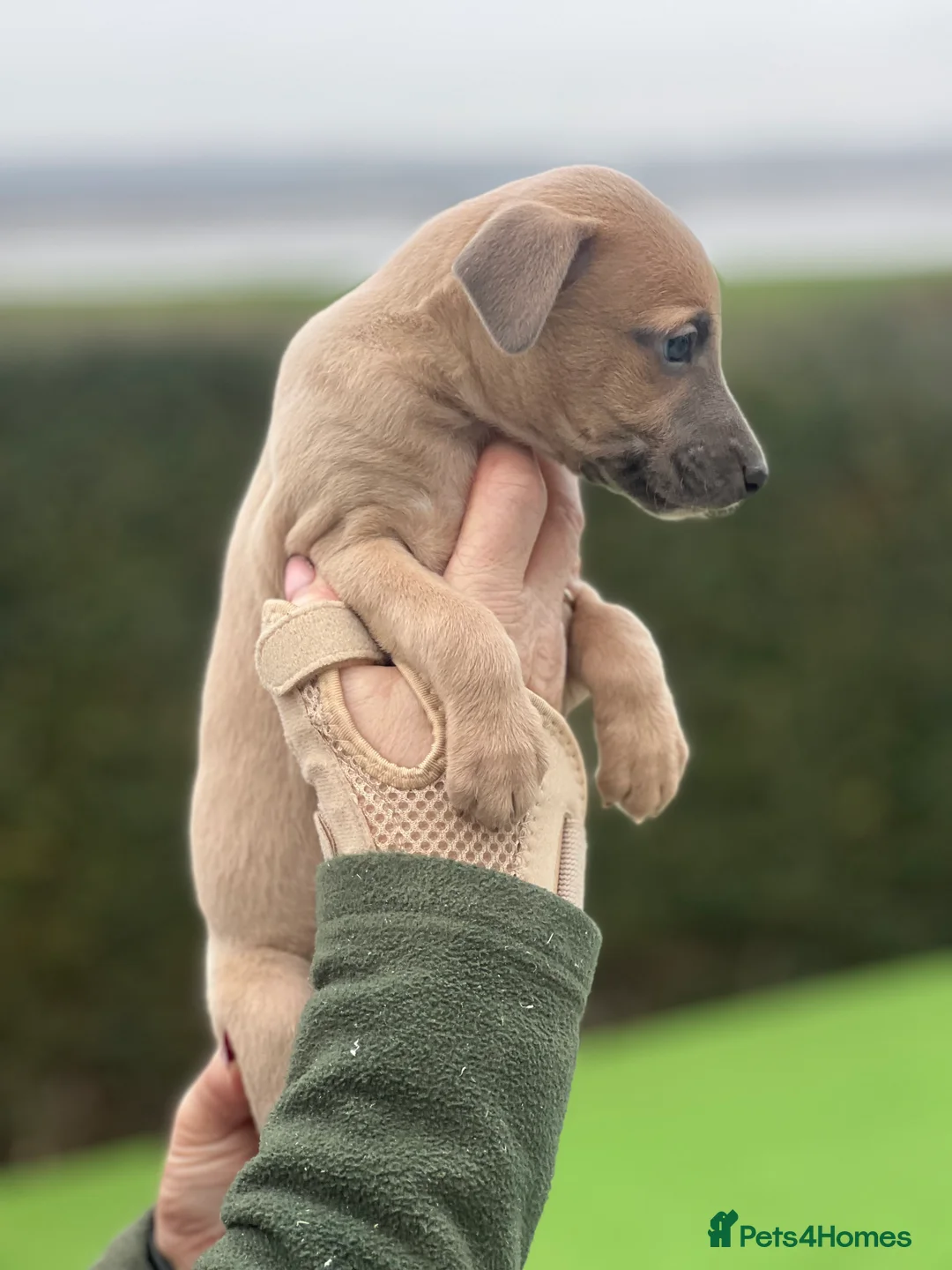 Whippet dogs for sale: Top Quality Whippet Puppies  - Advert 8