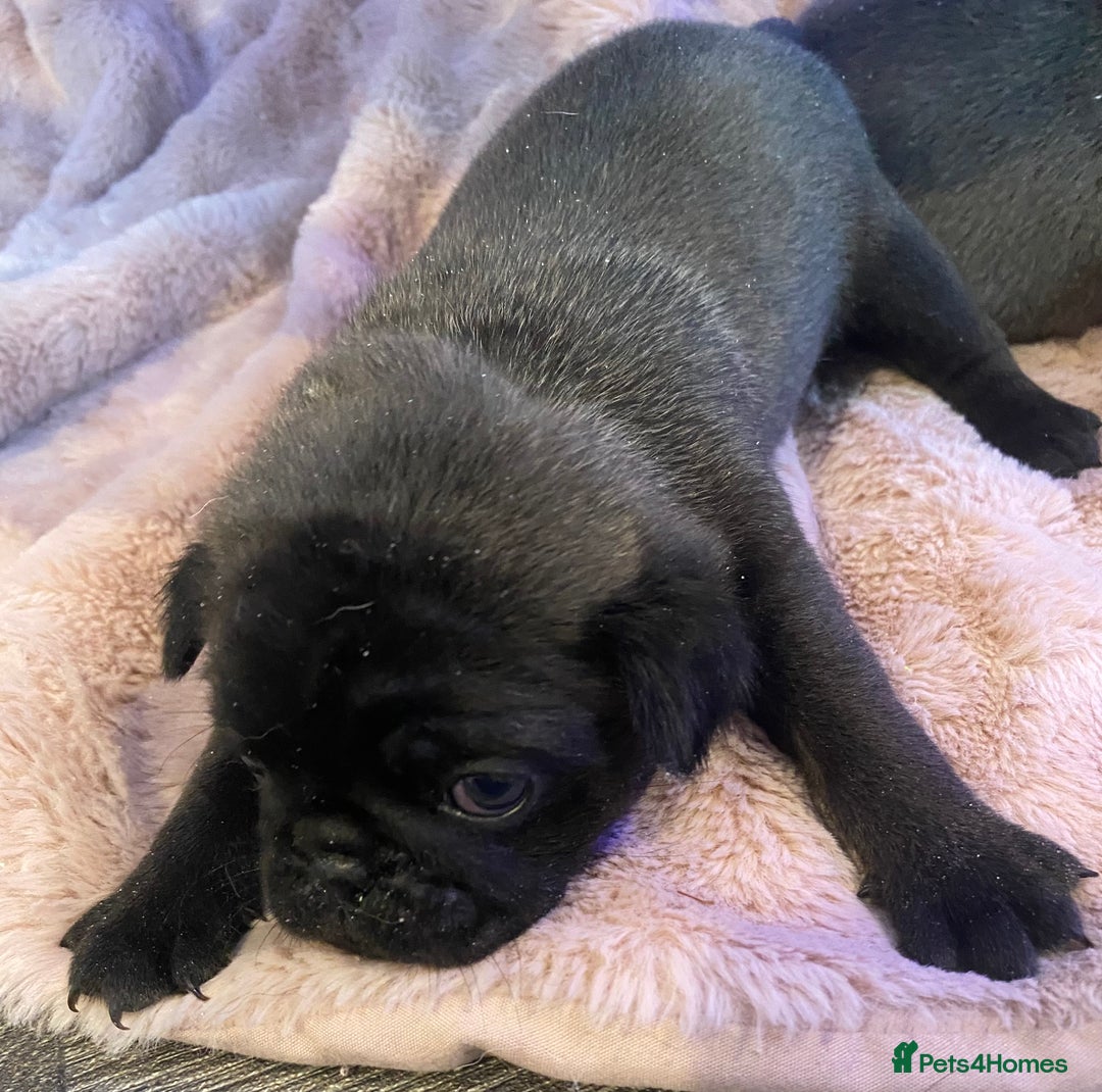 Pug dogs for sale: 💓 PUG BABIES 💓  - Advert 4