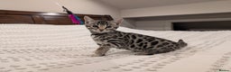 Bengal cats for sale: 🖤🤎 Gorgeous Bengal Kittens 🤎🖤 - Advert 17