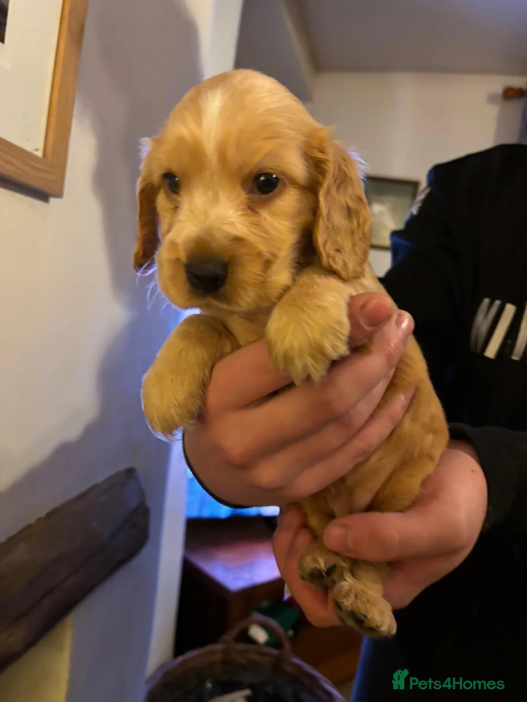 Cocker Spaniel dogs for sale: Stunning kc reg show cockers fully health tested  - Advert 2