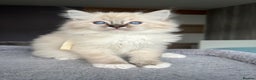 Ragdoll cats for sale: GCCF Ragdoll kittens for sale - Advert 1