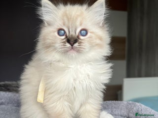 Ragdoll cats GCCF Ragdoll kittens for sale - Advert 12