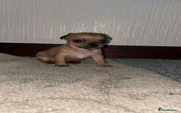 Chihuahua dogs for sale: Chihuahua puppies  - Image 12