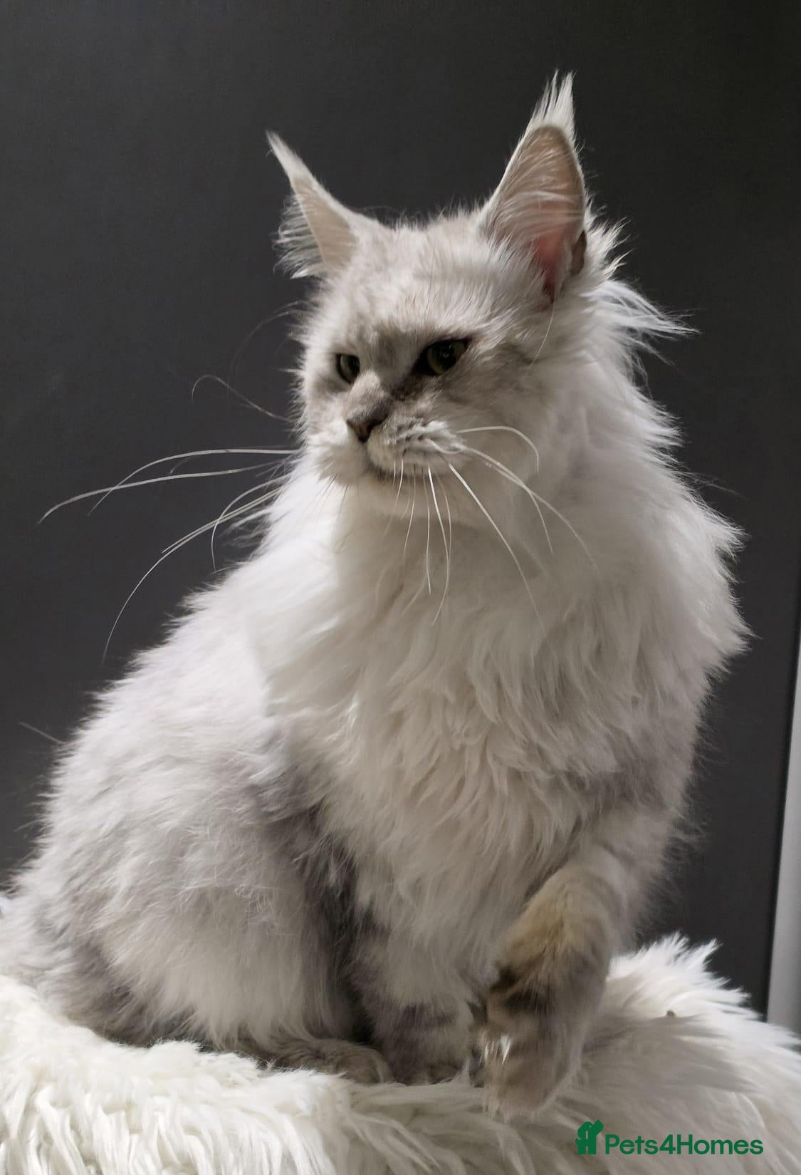 Mixed Breed cats for adoption: ❤️AURA❤️ A MAJESTIC 1,5 YEARS OLD MAINE COON GIRL - Advert 1