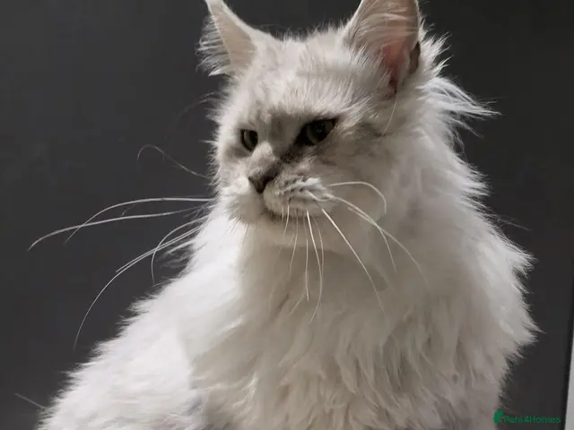 Mixed Breed cats for adoption: ❤️AURA❤️ A MAJESTIC 1,5 YEARS OLD MAINE COON GIRL - Advert 1