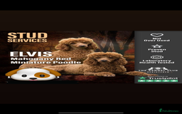 Cavapoo dogs for sale: Cavapoo F1b puppies due in December - Image 17