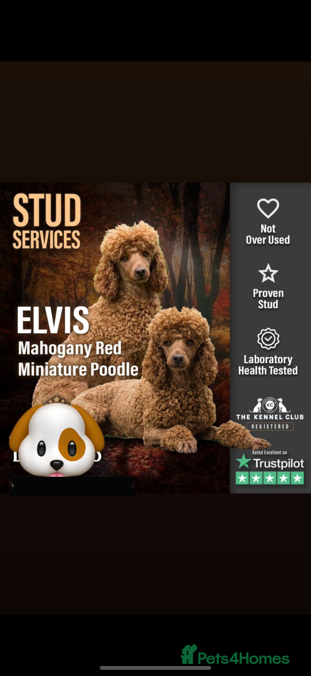 Cavapoo dogs for sale: Cavapoo F1b puppies due in December - Image 17