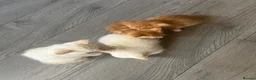 Mixed Breed cats for sale: 5 MIXED KITTENS  - Advert 8