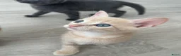 Mixed Breed cats for sale:     She is a domestic shorthair cat with blue eyes - Advert 7