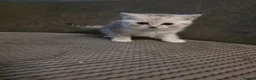British Shorthair cats for sale: 2 male British short hair kittens  in Lisburn - Advert 13