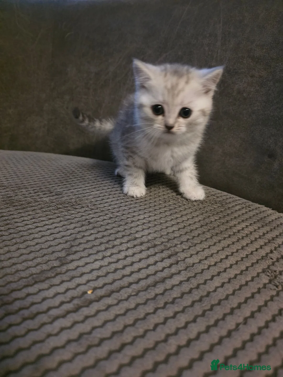 British Shorthair cats for sale: 2 male British short hair kittens  in Lisburn - Advert 13