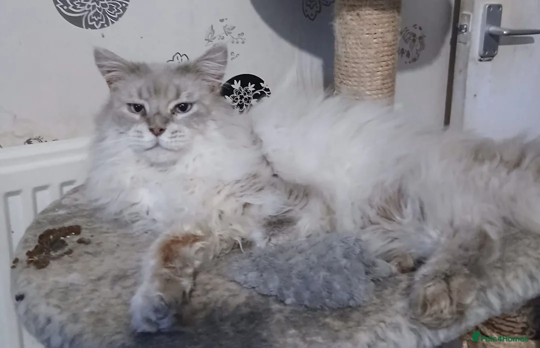 Maine Coon cats for sale: Big Beautiful Maine Coon Male Cat in Richmond - Advert 2