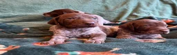 German Shorthaired Pointer dogs for sale: KC German Shorthaired Pointer Puppies - Advert 10