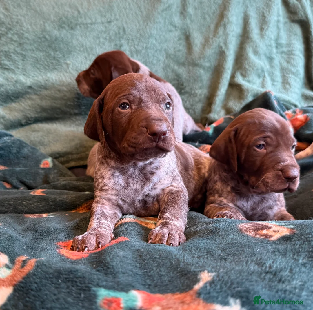 German Shorthaired Pointer dogs for sale: KC German Shorthaired Pointer Puppies - Advert 10