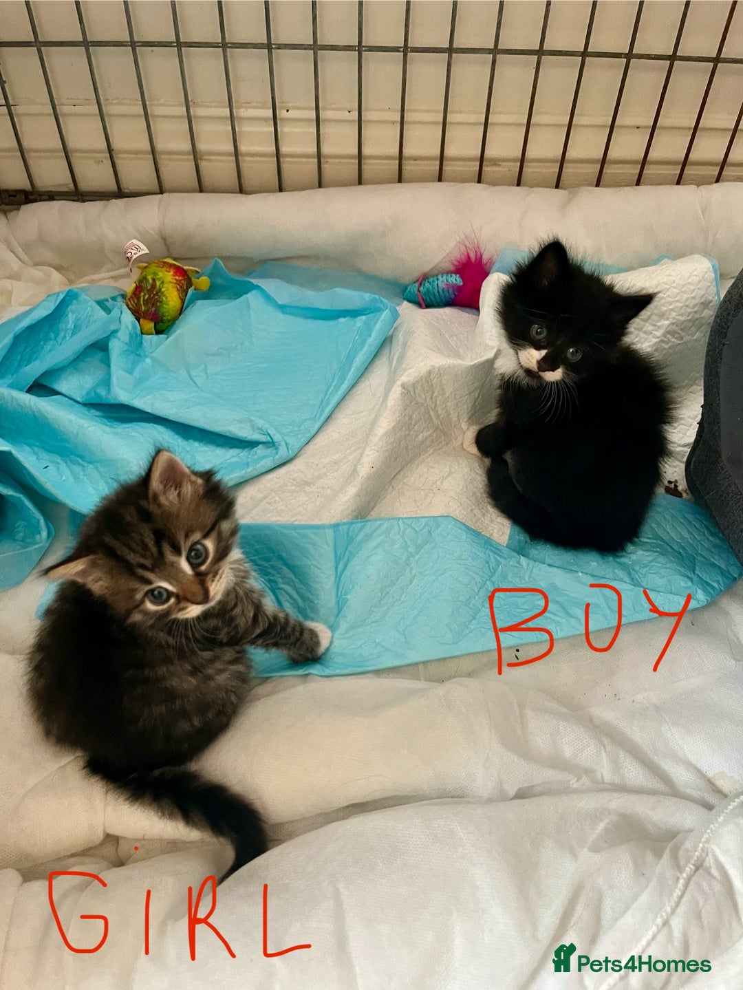 Mixed Breed cats for sale: 4 Mix Breed Kittens for sale - Image 4