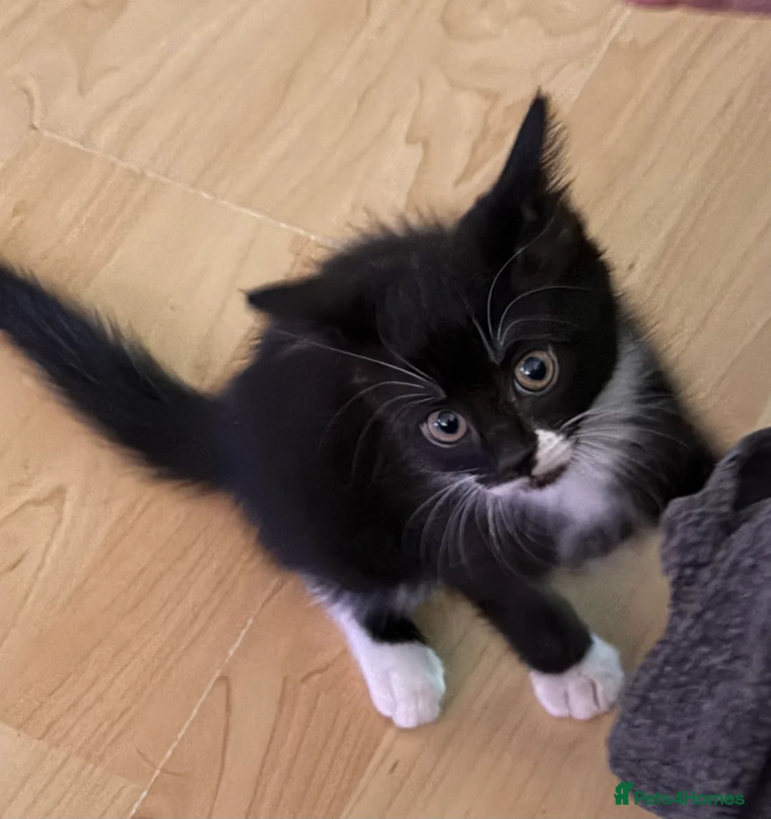 Mixed Breed cats for sale: 2 kittens ready to be homed  - Advert 1