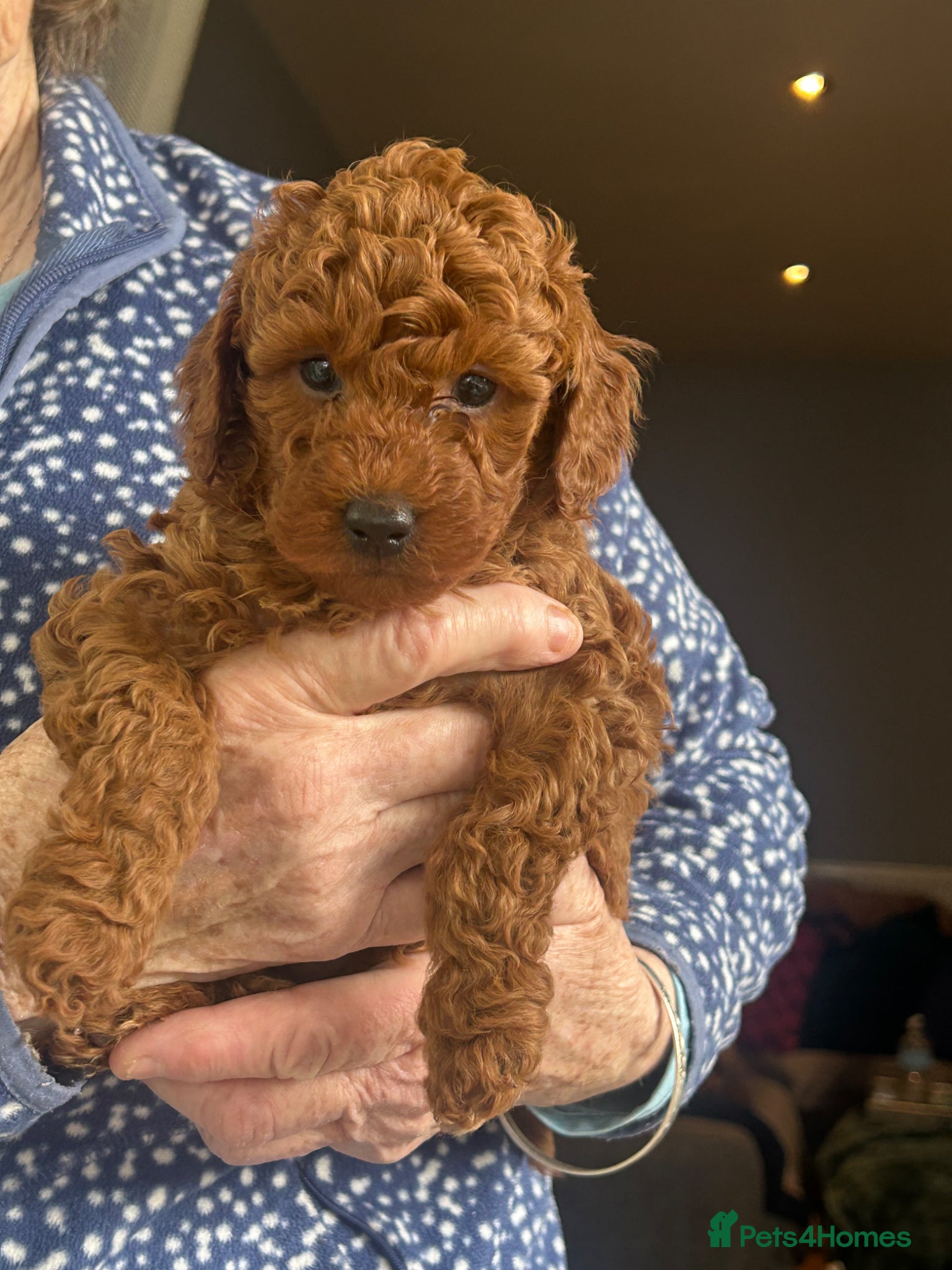 Miniature Poodle dogs Beautiful red miniature poodles  - Advert 3