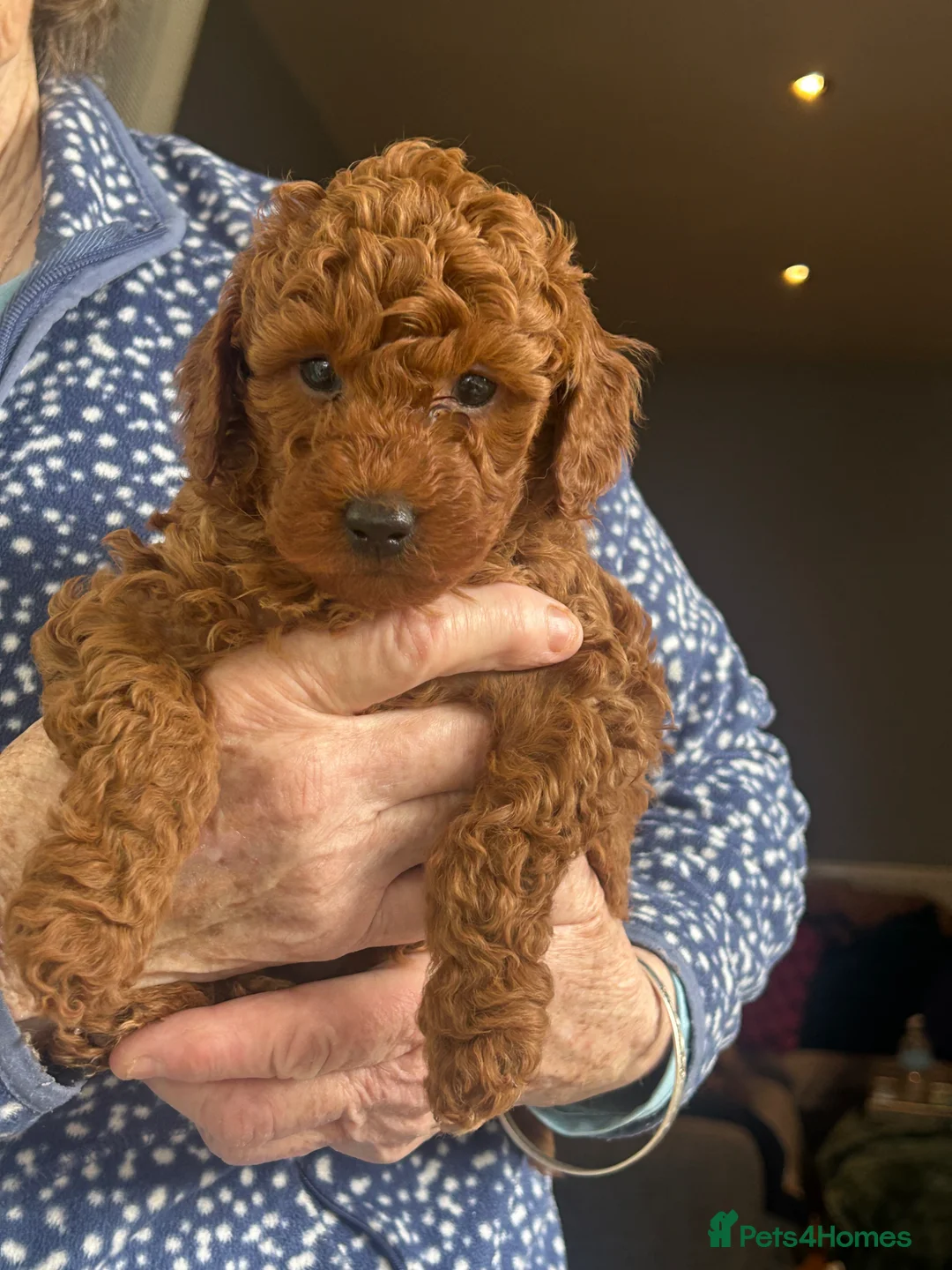 Miniature Poodle dogs for sale: Beautiful red miniature poodles  - Advert 1