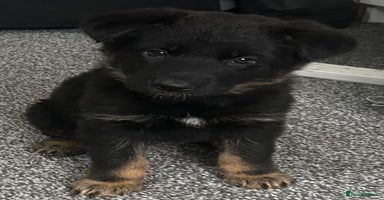 German Shepherd dogs Adorable 7-Week-Old Puppy Look Her Forever Home! - Advert 3