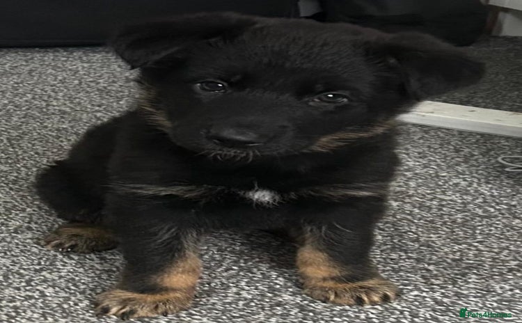 German Shepherd dogs Adorable 6-Week-Old Puppy Look Her Forever Home! - Advert 1