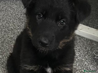 German Shepherd dogs Adorable 6-Week-Old Puppy Look Her Forever Home! - Advert 1