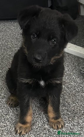 German Shepherd dogs Adorable 6-Week-Old Puppy Look Her Forever Home! - Advert 1
