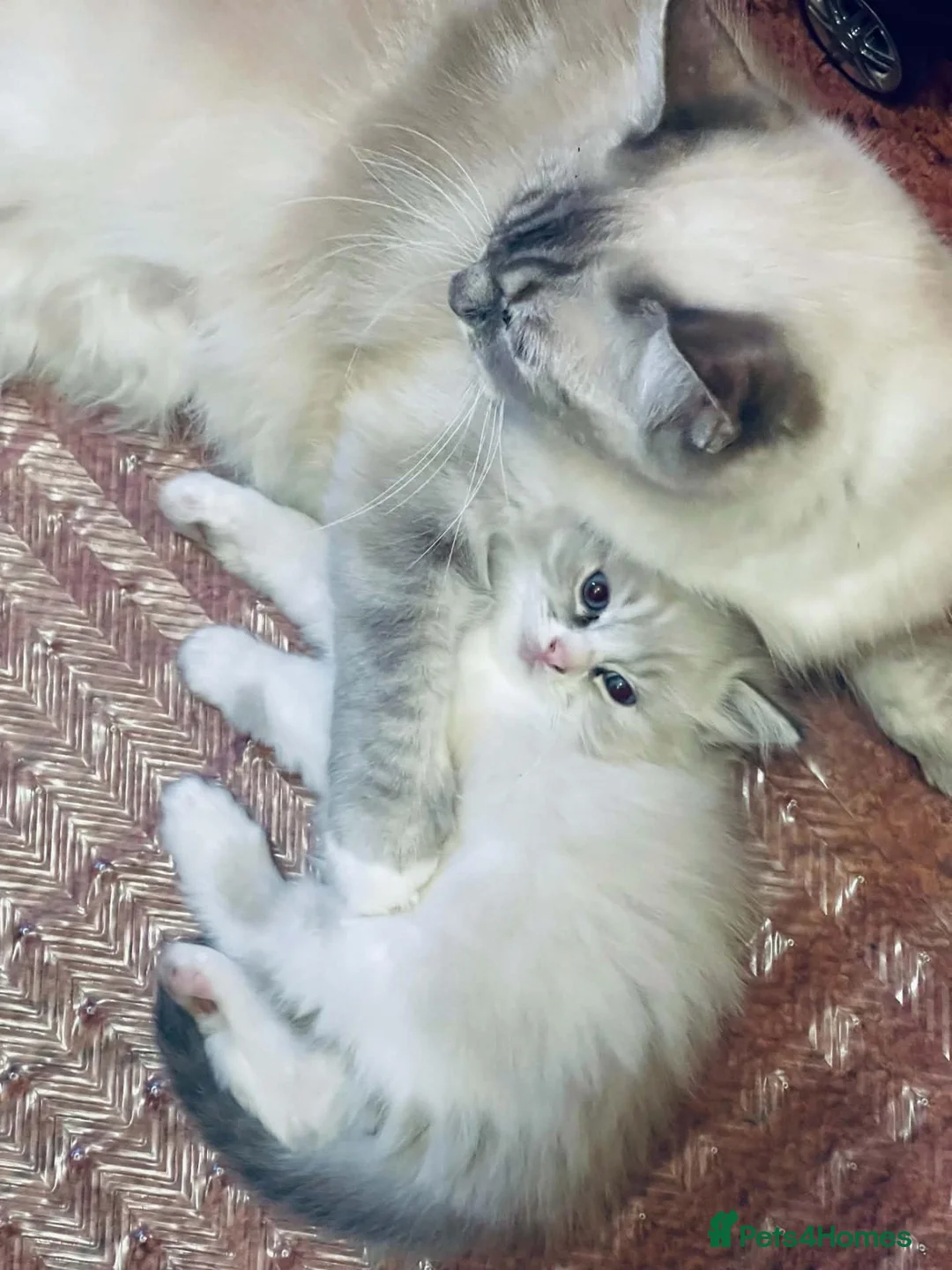 Ragdoll cats for sale: PUREBRED FEMALE RAGDOLL KITTENS AVAILABLE in Wakefield - Advert 1