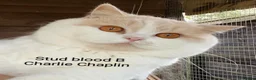 British Shorthair cats for stud: Gccf Active Studs Blue, Lilac, Blue Bi, Cream Bi - Advert 5