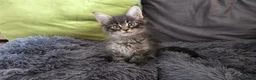 Maine Coon cats for sale: Maine coon kitten  - Advert 6