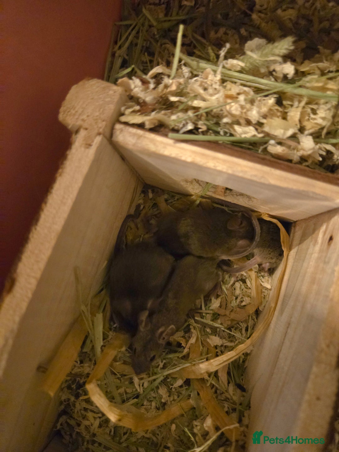 Mouse rodents for sale: Young mice (M/F) for sale - Advert 2