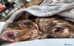 Bengal cats for sale: TICA Reg Bengal Kittens - Ready next month 🐾 - Image 27