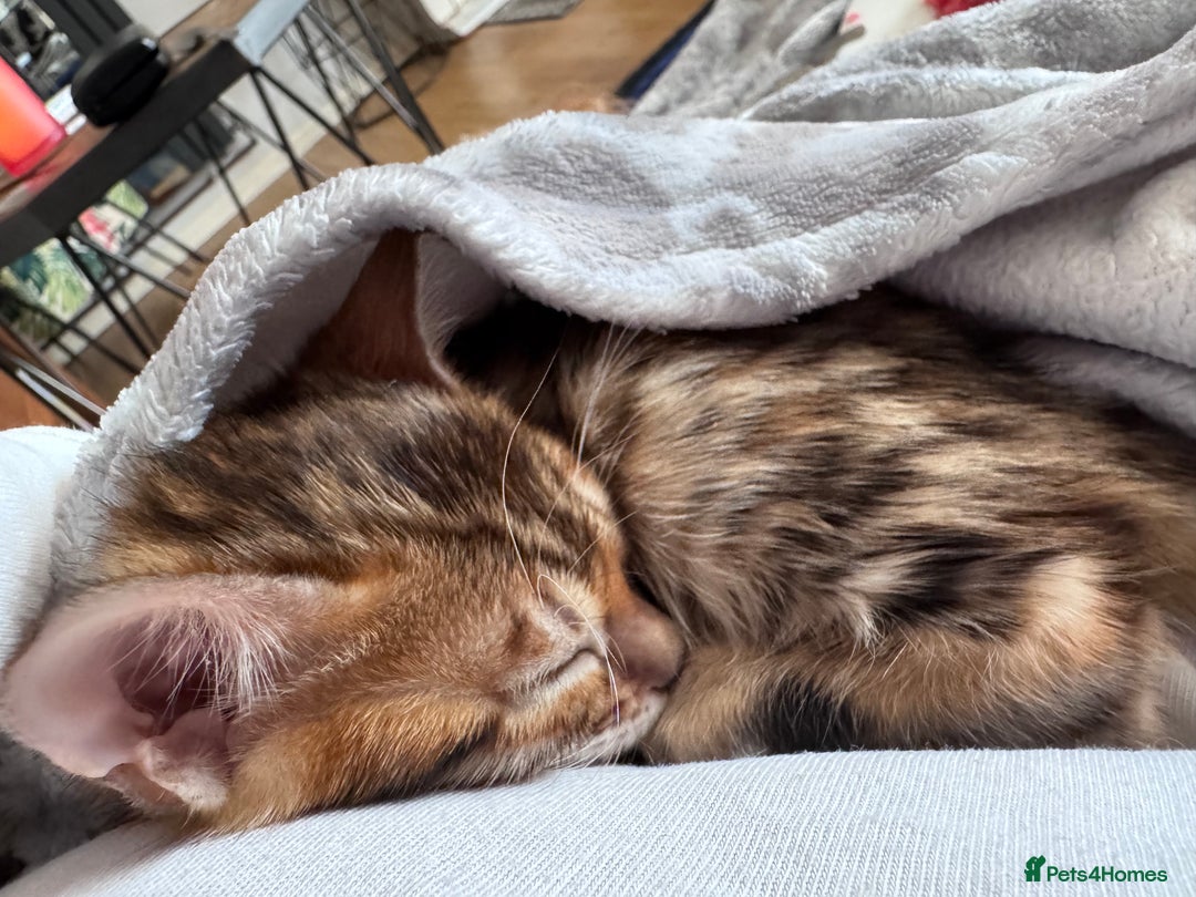 Bengal cats for sale: TICA Reg Bengal Kittens - Ready next month 🐾 - Image 27