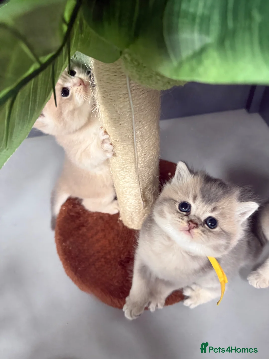 British Shorthair cats for sale: British Shorthair Golden Kittens  - Advert 2