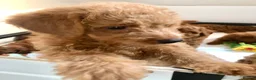 Labradoodle dogs for sale: keiras red fox miniature labradoodles  - Advert 15