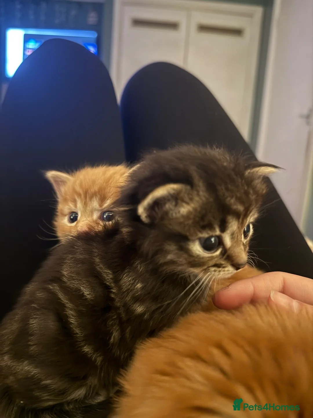 Mixed Breed cats for sale: Dark kitten  in Petersfield - Advert 2