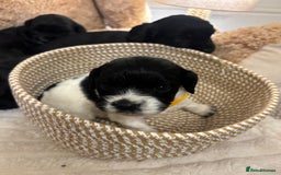 Mixed Breed dogs for sale: Cocker Sproodle Puppies ready 16/12 - Advert 6