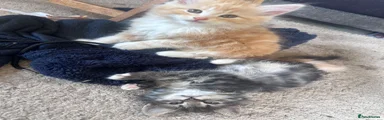 Siberian Kitten 7