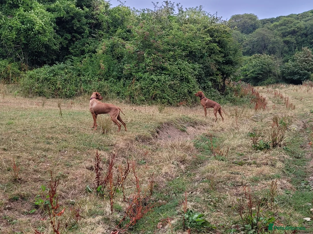 Hungarian Vizsla dogs for stud: Proven Hungarian championship blood line in Llantwit Major - Advert 24