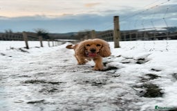 Cocker Spaniel dogs for sale: Lovely 3 year old Golden Cocker Spaniel  - Image 7