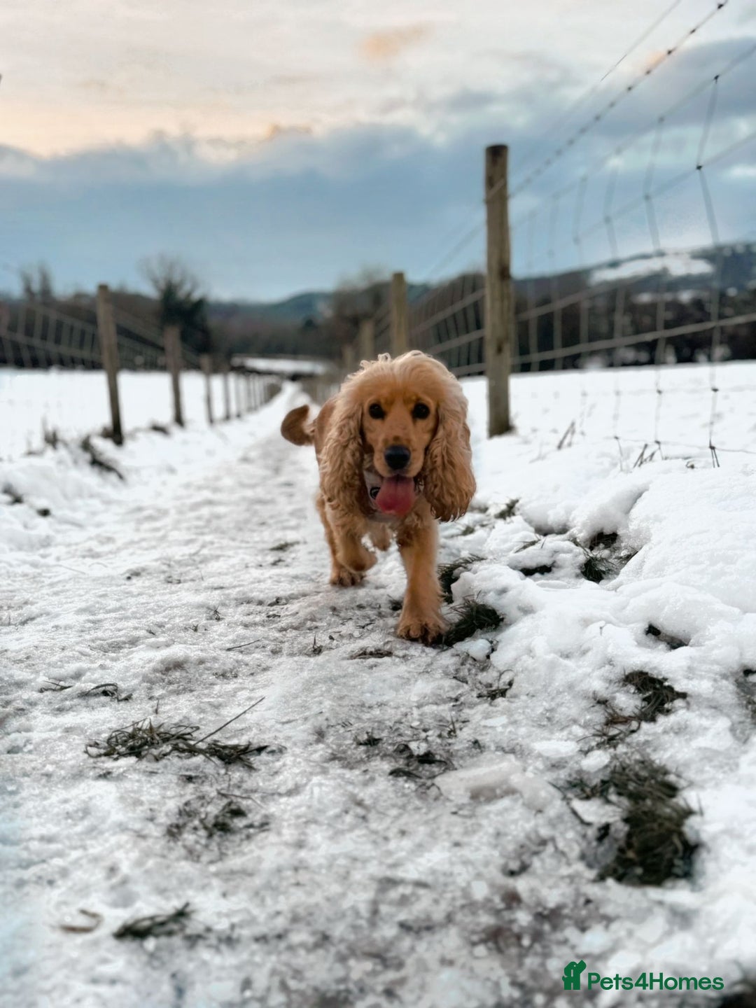 Cocker Spaniel dogs for sale: Lovely 3 year old Golden Cocker Spaniel  - Image 7
