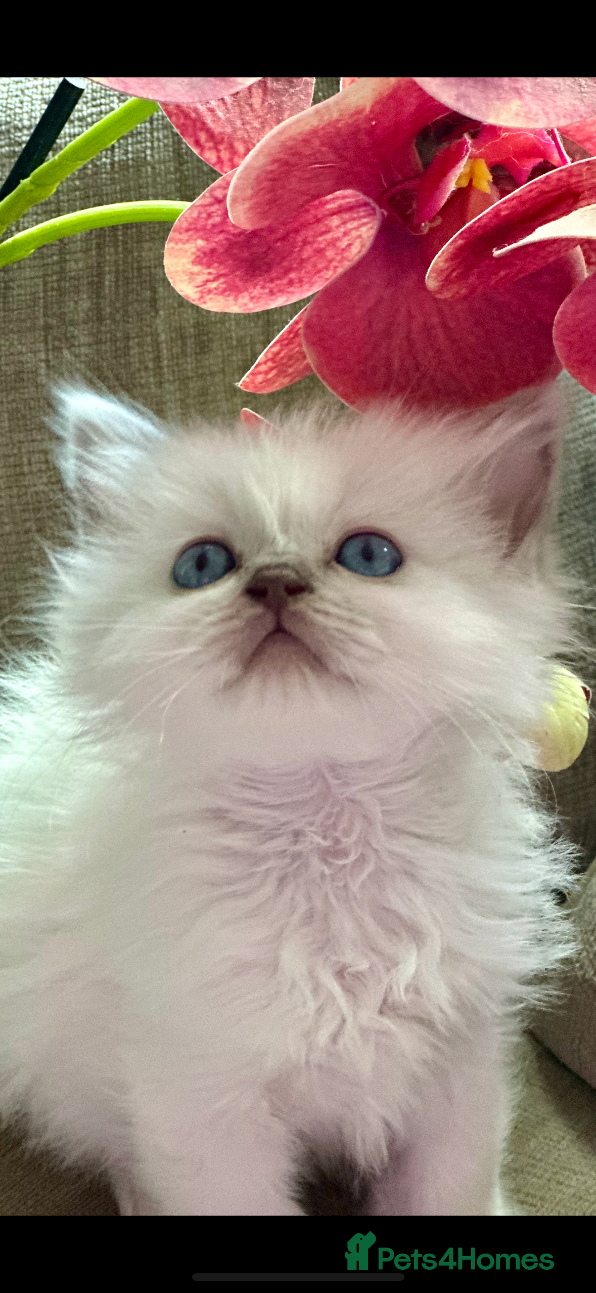 Ragdoll cats 💙 Stunning blue point boy 💙 - Advert 8