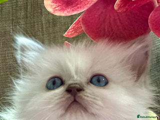 Ragdoll cats 💙 Stunning blue point boy 💙 - Advert 8