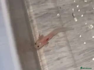 Axolotl reptiles Leustic axolotl - Advert 1