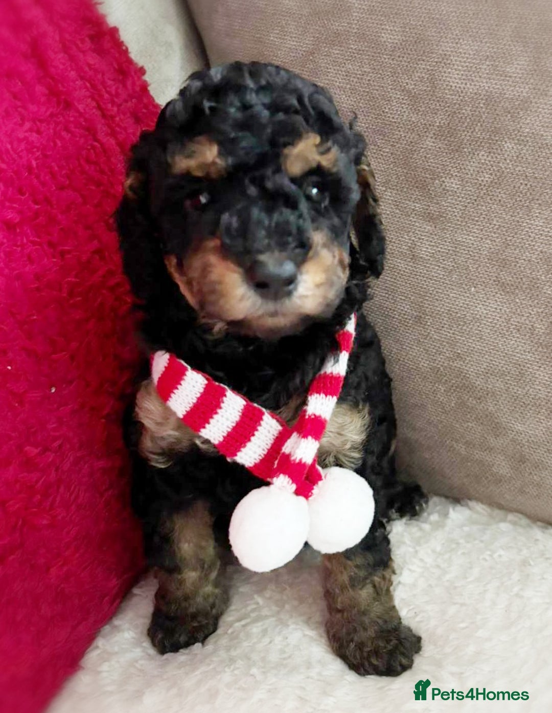 Toy Poodle dogs for sale: Toy poodles puppies fully health tested  - Advert 2