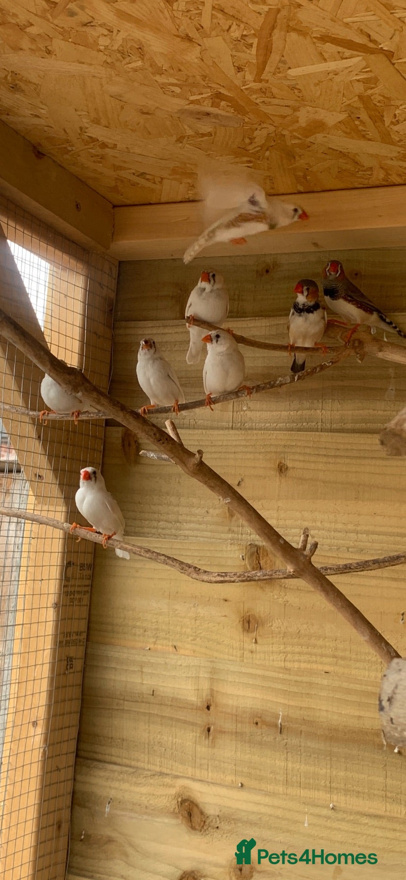 Finches birds Pied zebra finches  - Advert 9