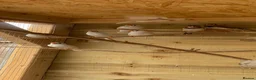 Finches birds for sale: Pied zebra finches  - Advert 1