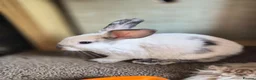 Mini Lop rabbits for sale: 🐰5 Beautiful Baby Rabbits for Loving Homes 🐰 - Advert 6