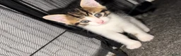 Siberian cats for sale: Ready now Gorgeous Siberian mixed kitten male  - Advert 19