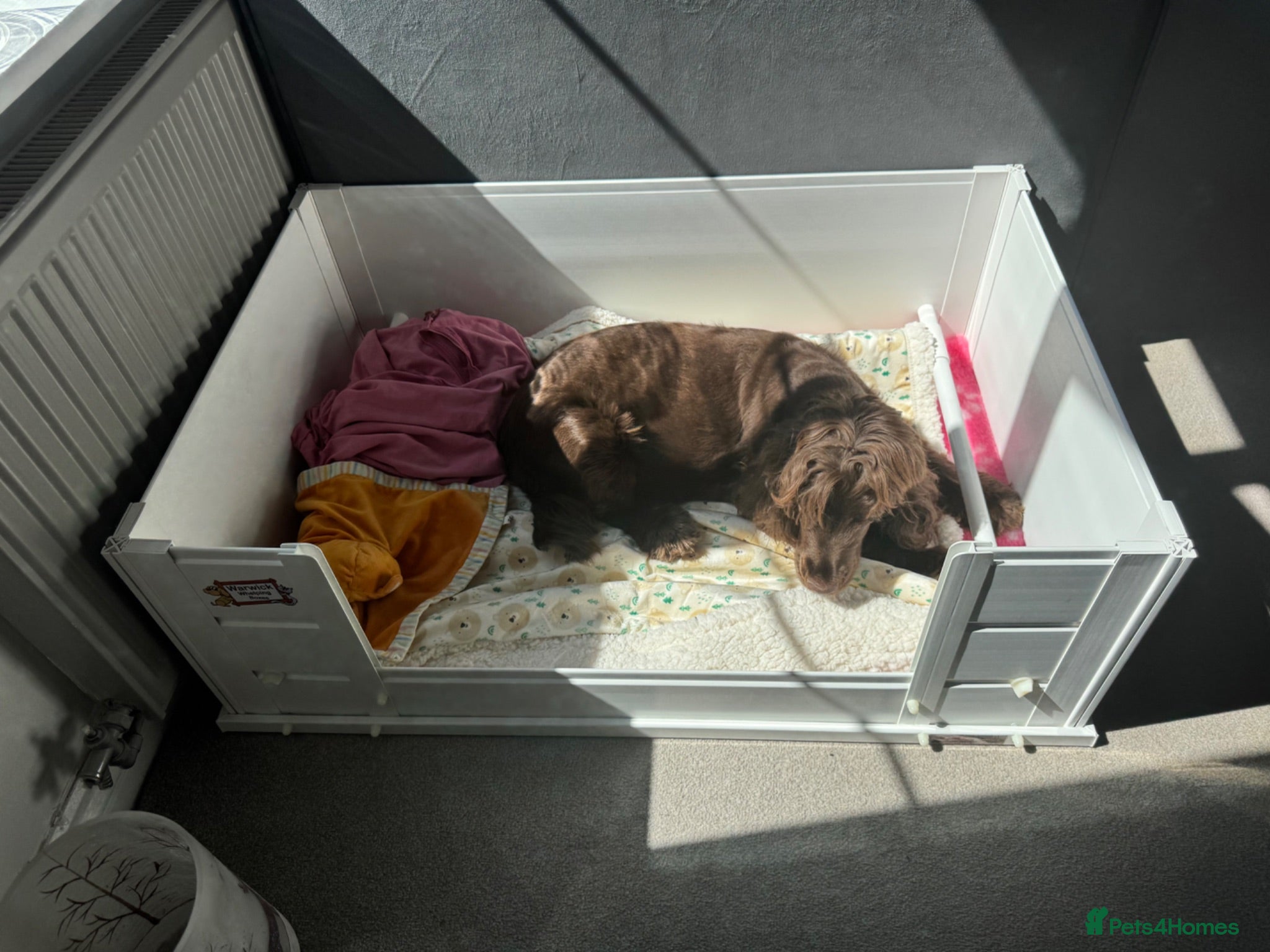 Cocker Spaniel dogs 🐾Beautiful Puppies -Expected Loving Family Home🐾 - Advert 2