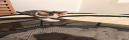 Mixed Breed cats for sale: Ginger, Black and White Female Kitten in Billingham - Advert 4
